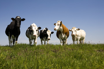 Dutch cows