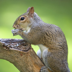 feasting squirrel