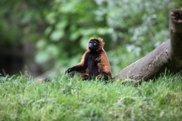 Fototapeta premium Le maki vari roux