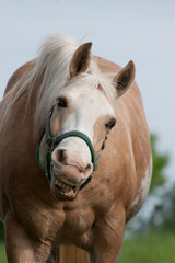 Obraz premium Smiling Horse