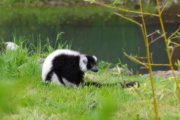Le maki vari noir et blanc © JC DRAPIER