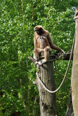 Gibbon lar ou Gibbon à mains blanches