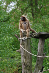 Gibbon lar ou Gibbon à mains blanches