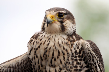 Prairie Falcon