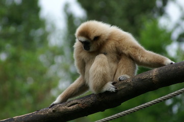 Gibbon lar ou Gibbon à mains blanches