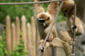 Gibbon lar ou Gibbon à mains blanches