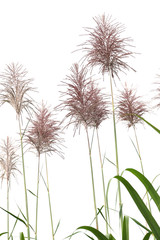 hampes florales de cannes à sucre