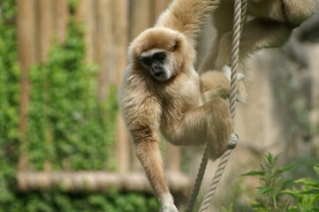 Gibbon lar ou Gibbon à mains blanches