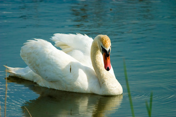 Obraz premium wild bird