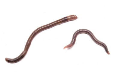 earthworms