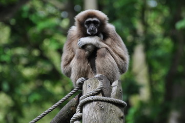 Gibbon lar ou Gibbon à mains blanches
