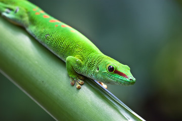 Fototapeta premium Green gecko