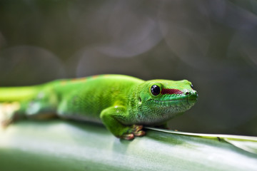 Green gecko