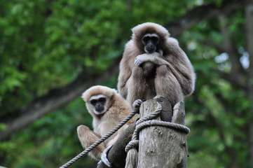 Gibbon lar ou Gibbon à mains blanches