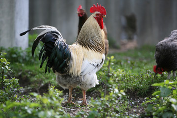 varicoloured cock searching for food open country field