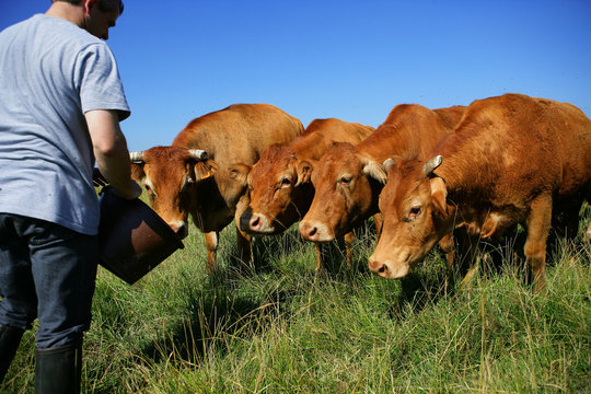 &eacute;leveur et troupeau de vaches