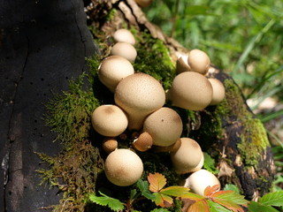 Pilz Birnenstäubling