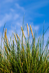 Obraz premium Grass, blue sky