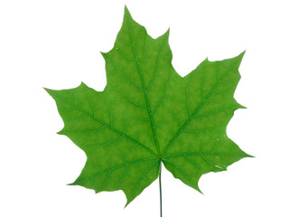 Maple leaf