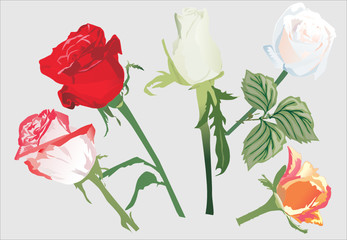 five rose flowers illustration