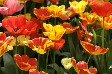 Tulips in garden