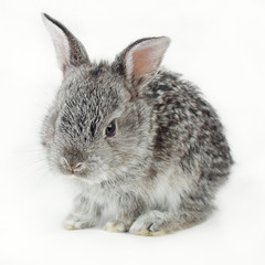 Little rabbit isolated on white