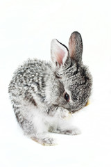 Little rabbit isolated on white