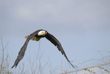 aquila pescatrice