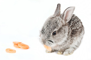 Little rabbit eating a carrot, isolated on white