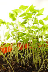 Close-up of small plants in a pot