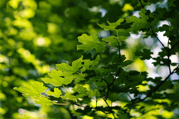 Green leaves