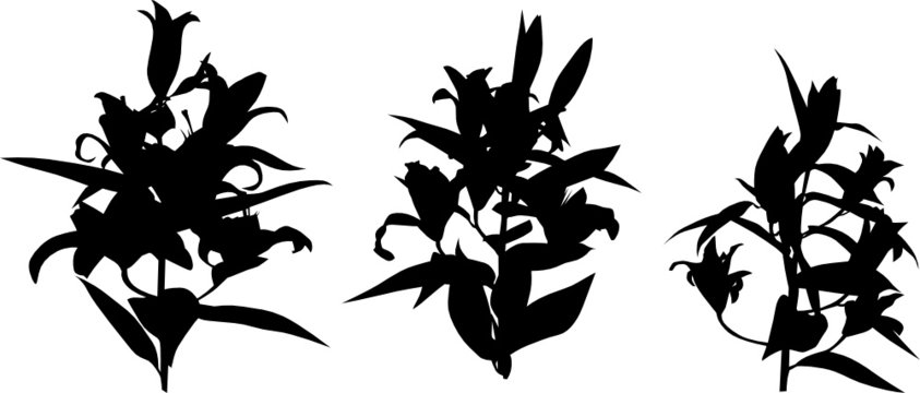three lily silhouettes