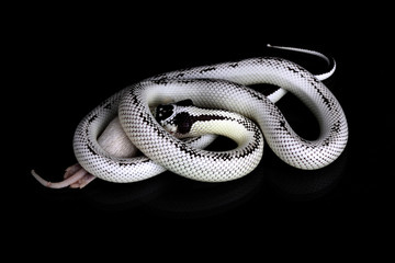 lampropeltis getulus californiae