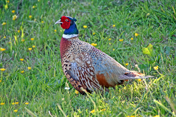 Pheasant