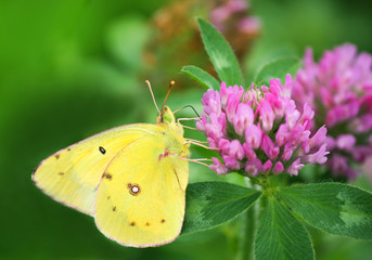 Fototapeta premium Yellow Butterfly on Clover