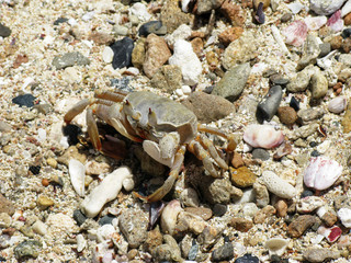 Crab, Abu Dabab