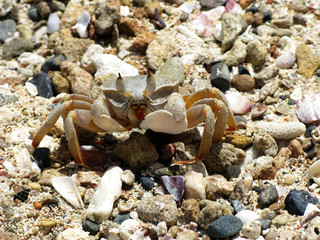 Crab on a beach