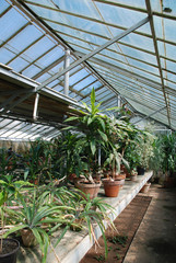 Hothouse With Plants