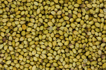 Grains of a coriander seasoning