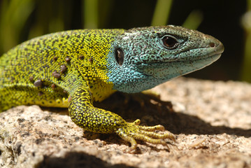 Lagarto azulón