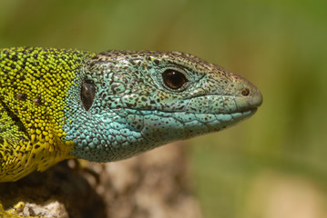 lagarto azulón
