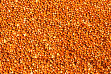 Red millet seeds (Panicum miliaceum)