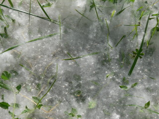 neige de printemps ou fleurs de peupliers