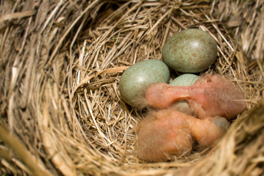 nest
