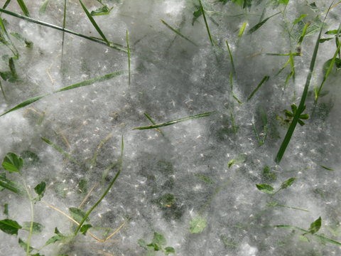 neige de printemps ou fleurs de peupliers