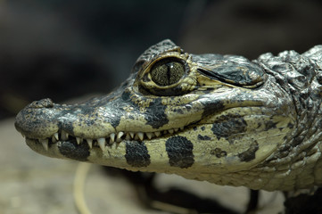 Alligator head closeup