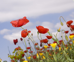 Fototapeta premium Red poppies