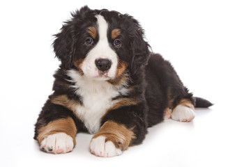 Bernese puppy on white background