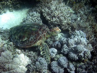 Sea Turtle in Great Barrier Reef