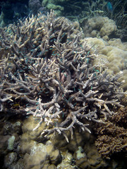 Naklejka na ściany i meble Small Green Fish in Coral Reef